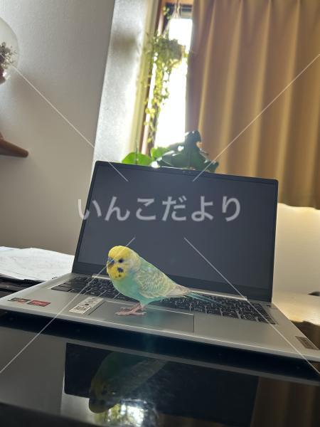 迷い鳥の写真