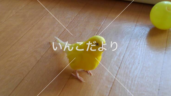 迷い鳥の写真