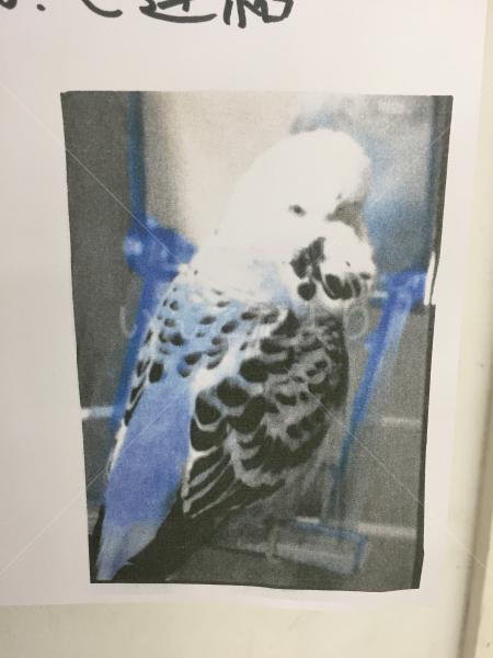 迷い鳥の写真