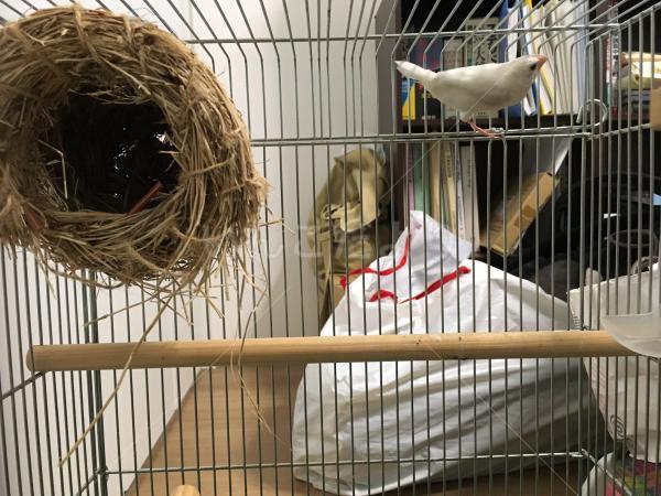 保護鳥の写真