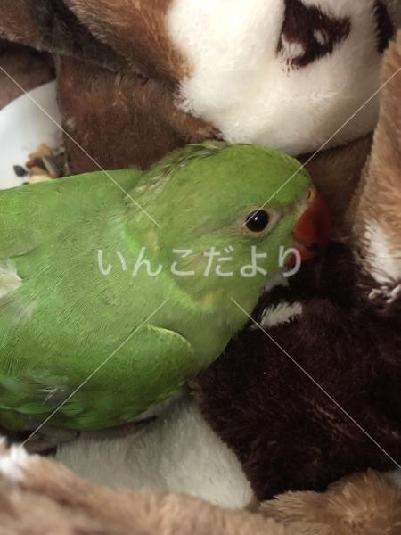 保護鳥の写真