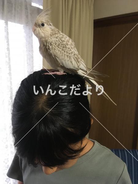 迷い鳥の写真