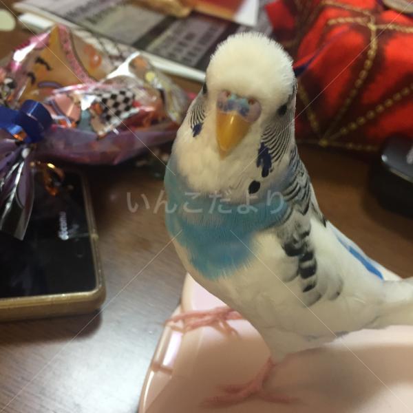 迷い鳥の写真