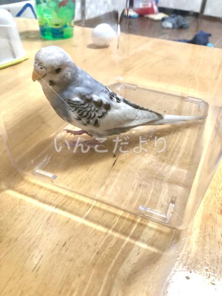 保護鳥の写真