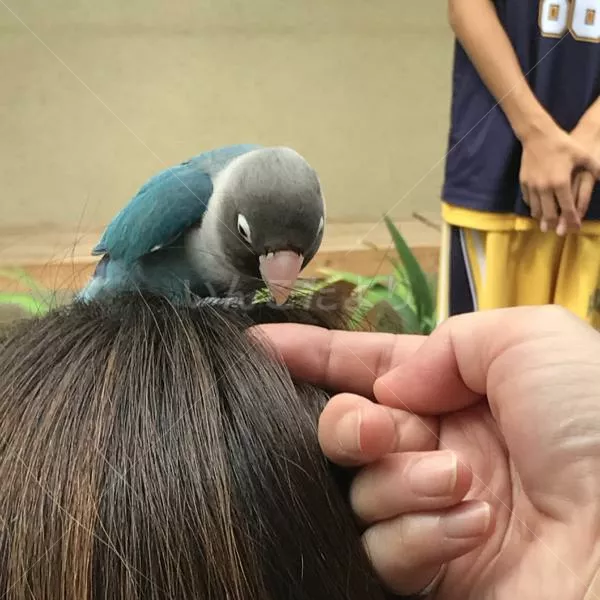 保護鳥の写真
