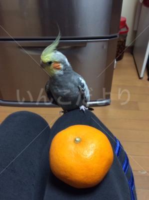 迷い鳥の写真