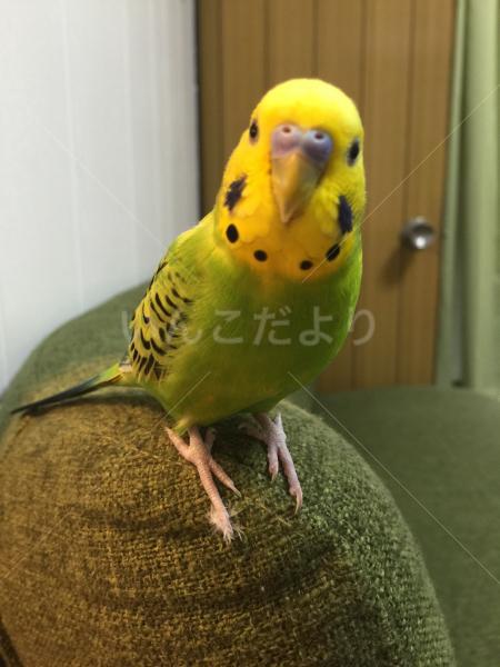 迷い鳥の写真