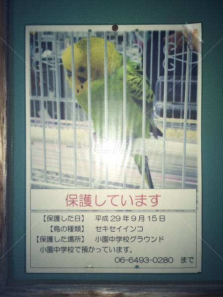 保護鳥の写真
