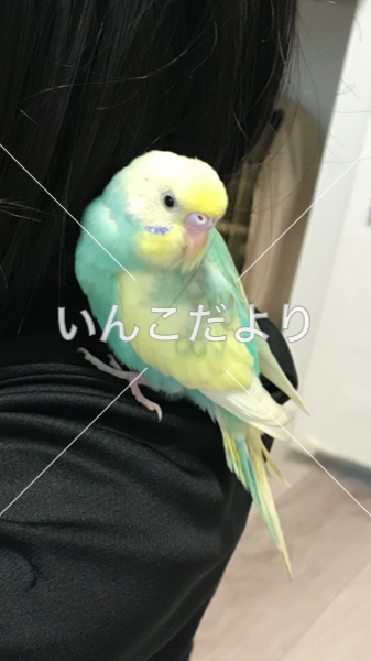 迷い鳥の写真