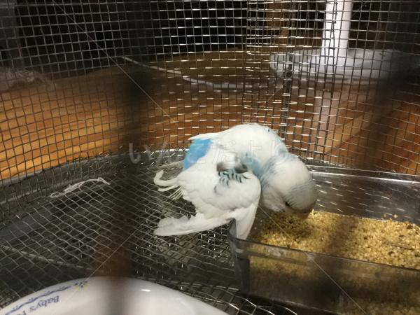 保護鳥の写真
