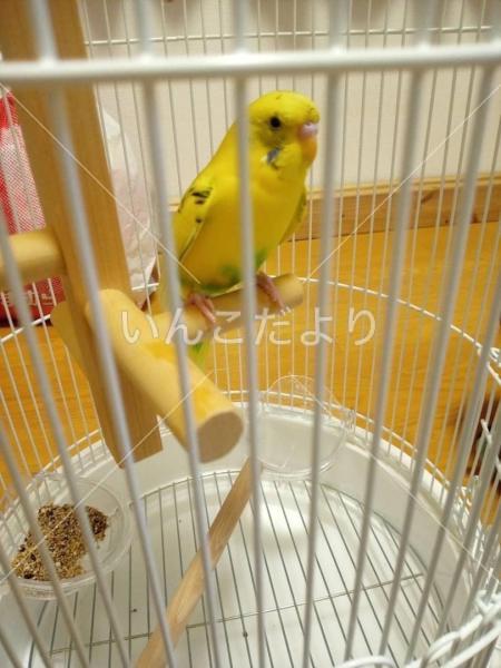 保護鳥の写真