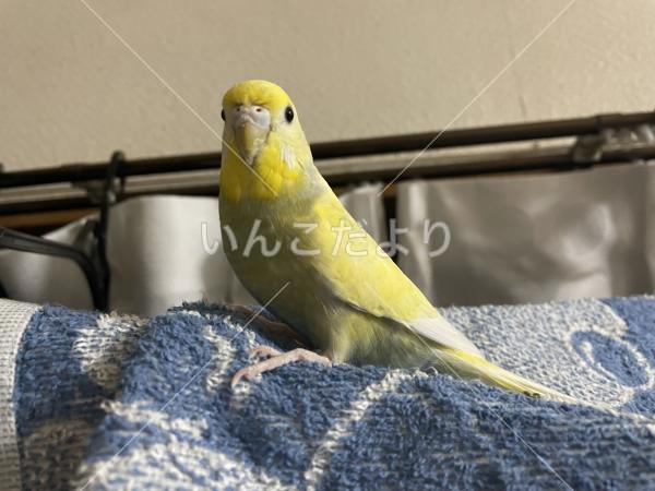 迷い鳥の写真