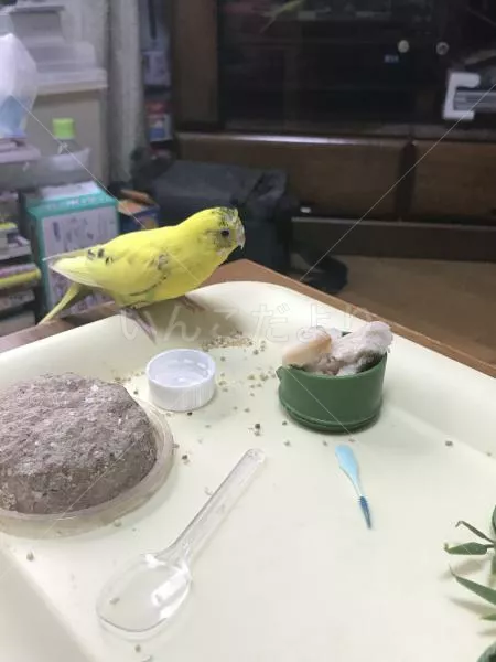 保護鳥の写真