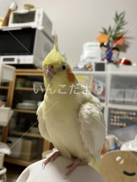 迷い鳥の写真