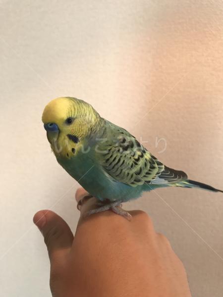 保護鳥の写真