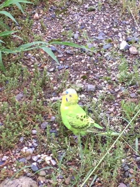 保護鳥の写真