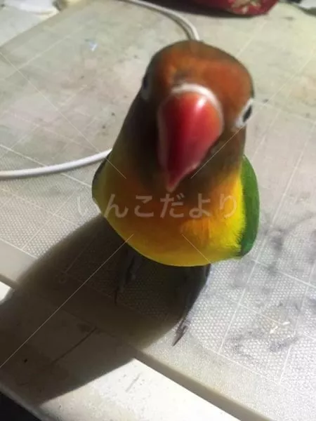 迷い鳥の写真