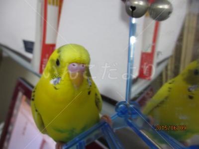 迷い鳥の写真