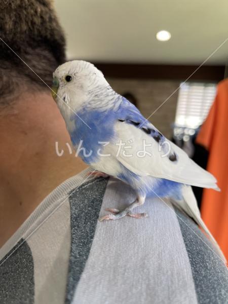 迷い鳥の写真
