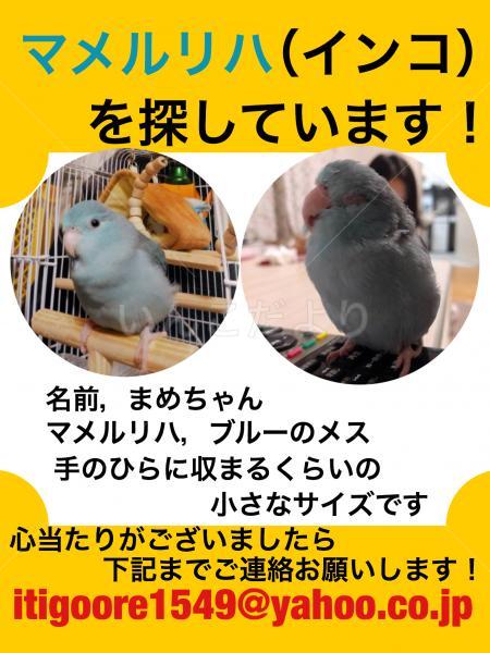 迷い鳥の写真