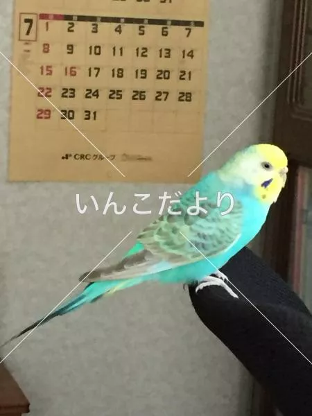 保護鳥の写真