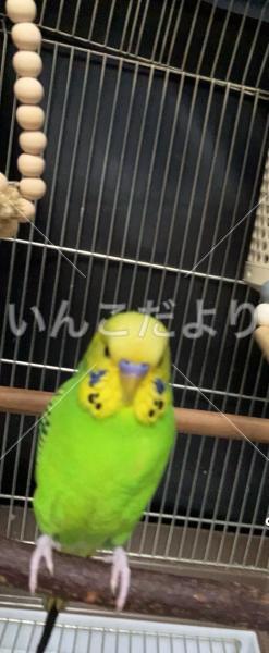 迷い鳥の写真