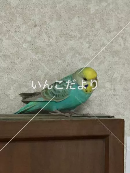 保護鳥の写真