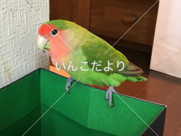 迷い鳥の写真