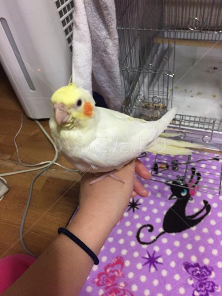 迷い鳥の写真