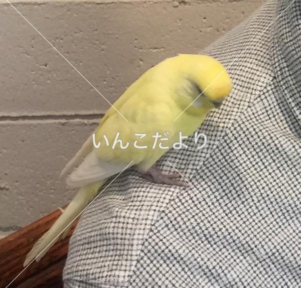 迷い鳥の写真
