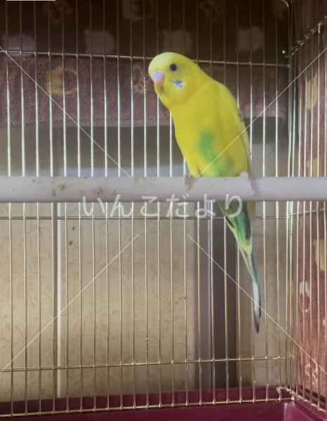 保護鳥の写真