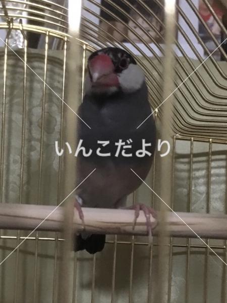 保護鳥の写真