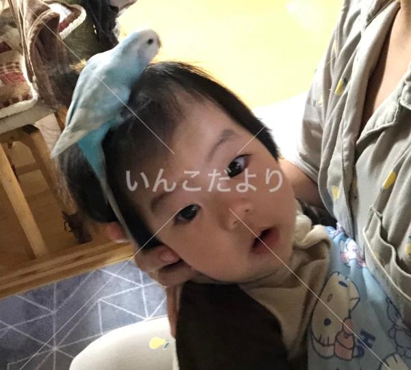 迷い鳥の写真