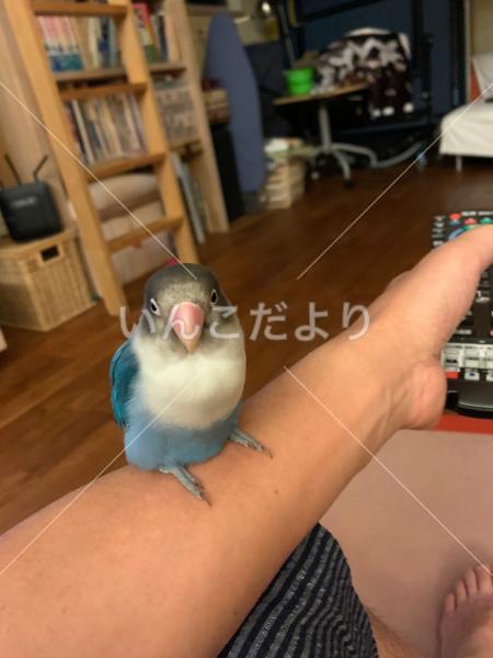 迷い鳥の写真