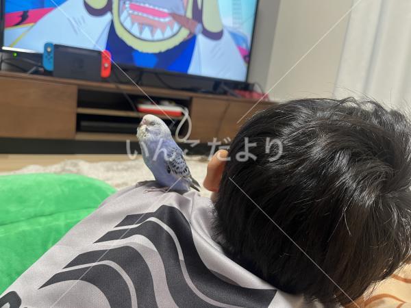 迷い鳥の写真