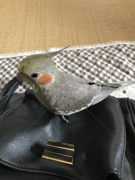 迷い鳥の写真