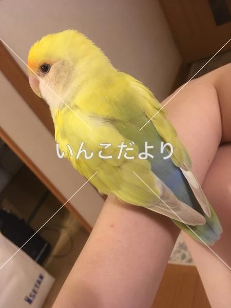 迷い鳥の写真