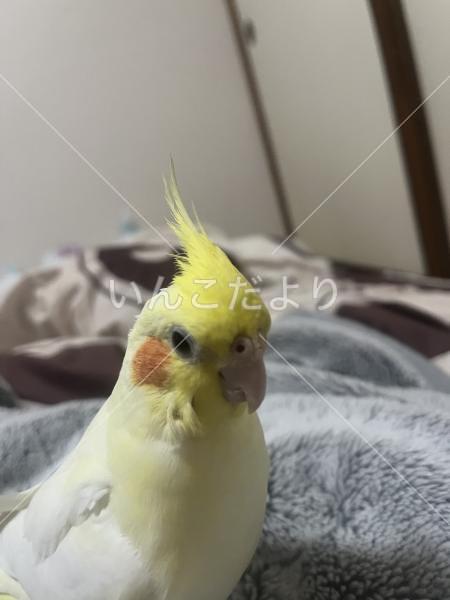 迷い鳥の写真
