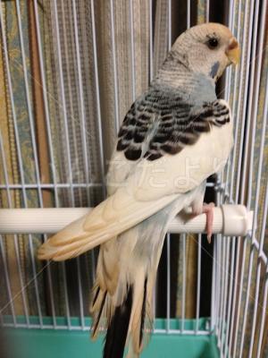 保護鳥の写真