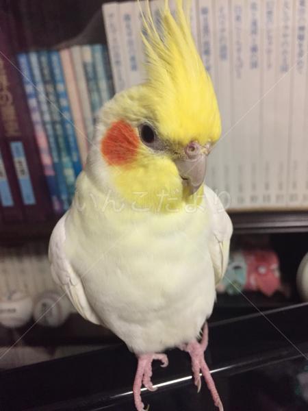 迷い鳥の写真