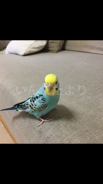 迷い鳥の写真