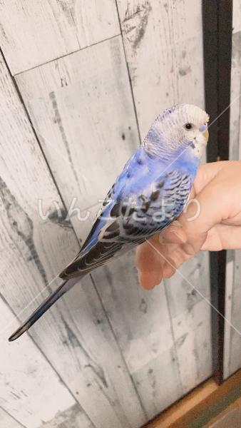 保護鳥の写真