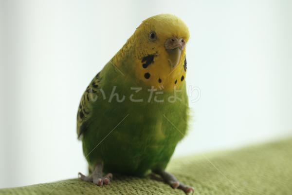 迷い鳥の写真