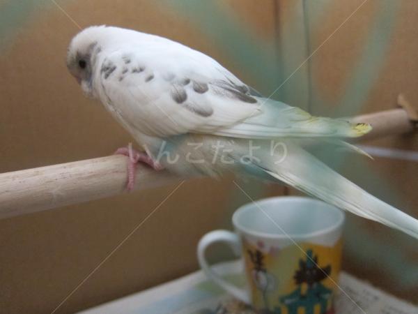 保護鳥の写真