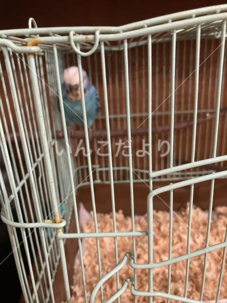 保護鳥の写真