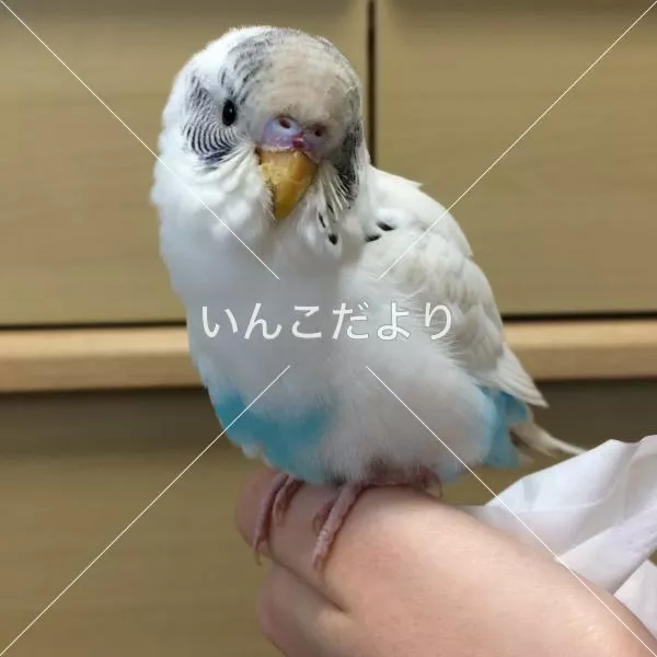 保護鳥の写真
