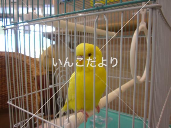 保護鳥の写真