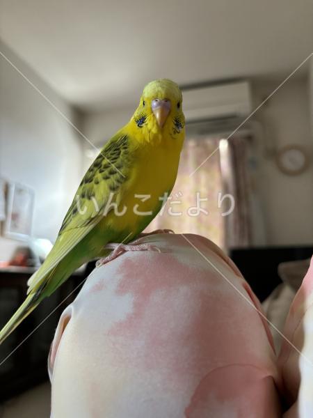 迷い鳥の写真