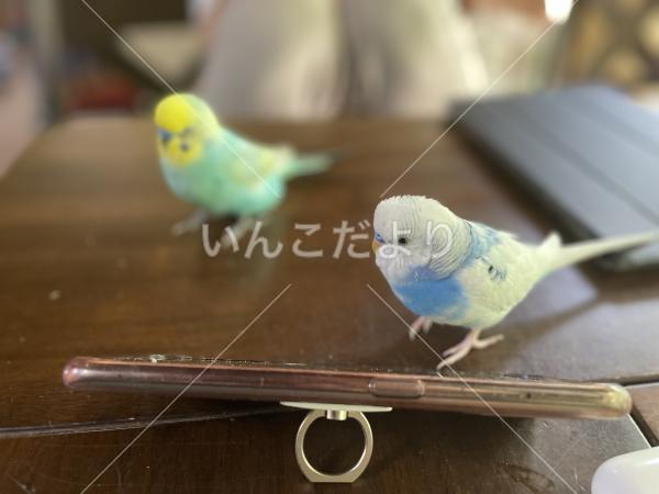 迷い鳥の写真