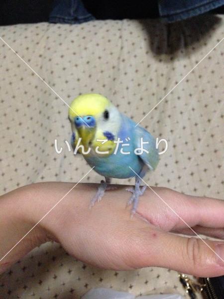 迷い鳥の写真